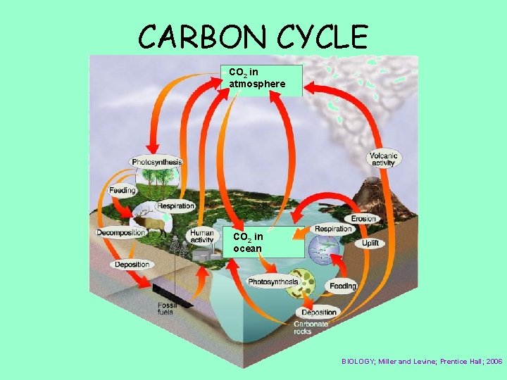 CARBON CYCLE CO 2 in atmosphere CO 2 in ocean BIOLOGY; Miller and Levine;