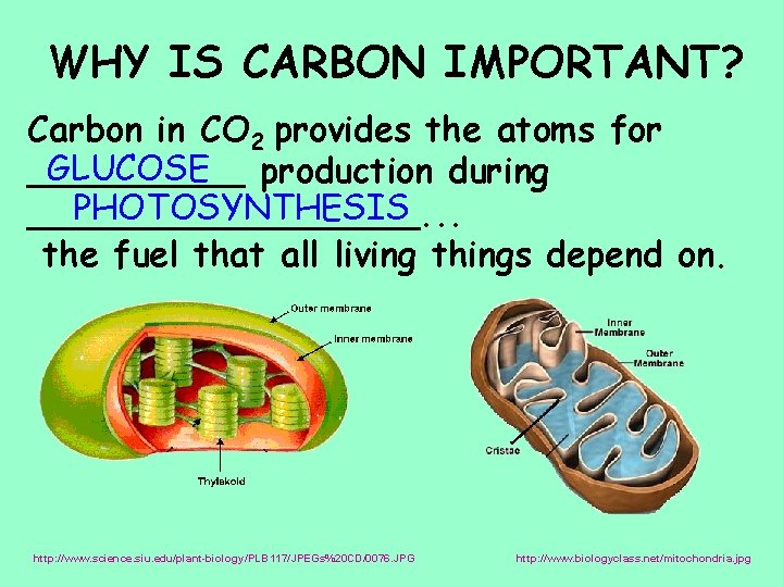 WHY IS CARBON IMPORTANT? Carbon in CO 2 provides the atoms for GLUCOSE production