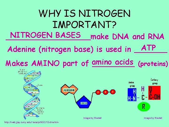 WHY IS NITROGEN IMPORTANT? NITROGEN BASES _________make DNA and RNA ATP Adenine (nitrogen base) WHY IS NITROGEN IMPORTANT? NITROGEN BASES _________make DNA and RNA ATP Adenine (nitrogen base)