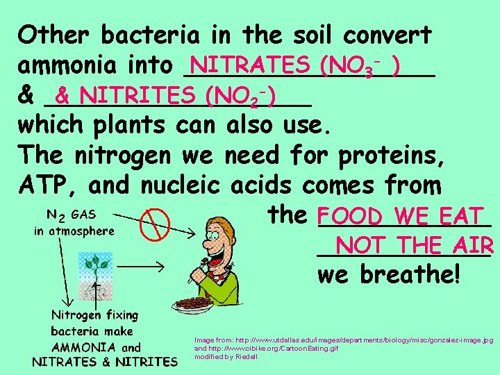 Other bacteria in the soil convert NITRATES (NO 3 - ) ammonia into ________ Other bacteria in the soil convert NITRATES (NO 3 - ) ammonia into ________