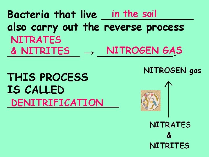 in the soil Bacteria that live _______ also carry out the reverse process NITRATES