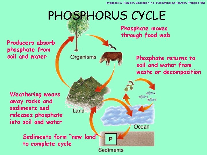Image from: Pearson Education Inc; Publishing as Pearson Prentice Hall PHOSPHORUS CYCLE Producers absorb