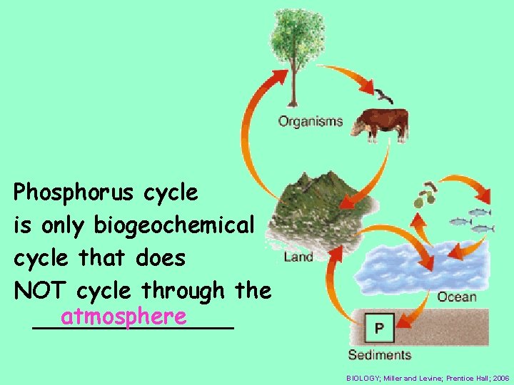 Phosphorus cycle is only biogeochemical cycle that does NOT cycle through the atmosphere _______