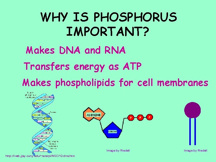 WHY IS PHOSPHORUS IMPORTANT? Makes DNA and RNA Transfers energy as ATP Makes phospholipids WHY IS PHOSPHORUS IMPORTANT? Makes DNA and RNA Transfers energy as ATP Makes phospholipids
