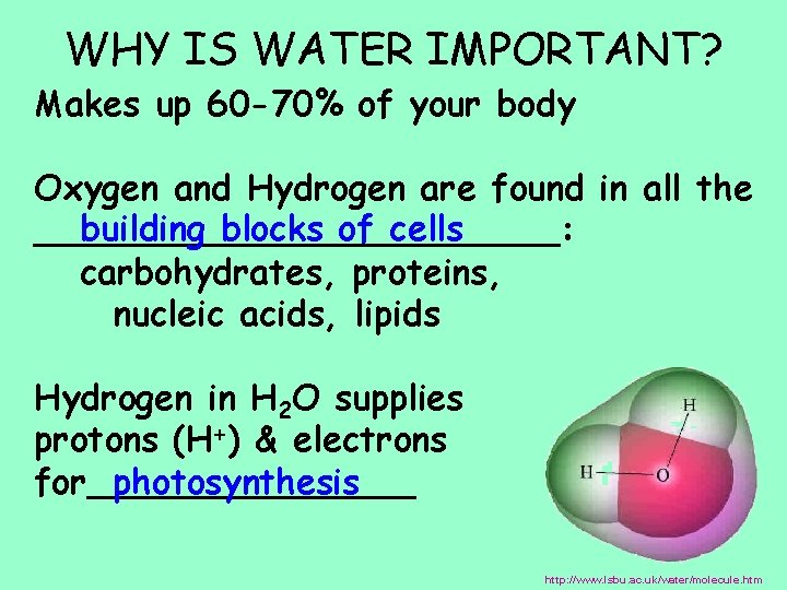 WHY IS WATER IMPORTANT? Makes up 60 -70% of your body Oxygen and Hydrogen