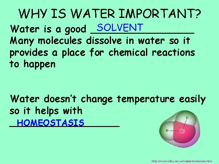 WHY IS WATER IMPORTANT? SOLVENT Water is a good _________ Many molecules dissolve in