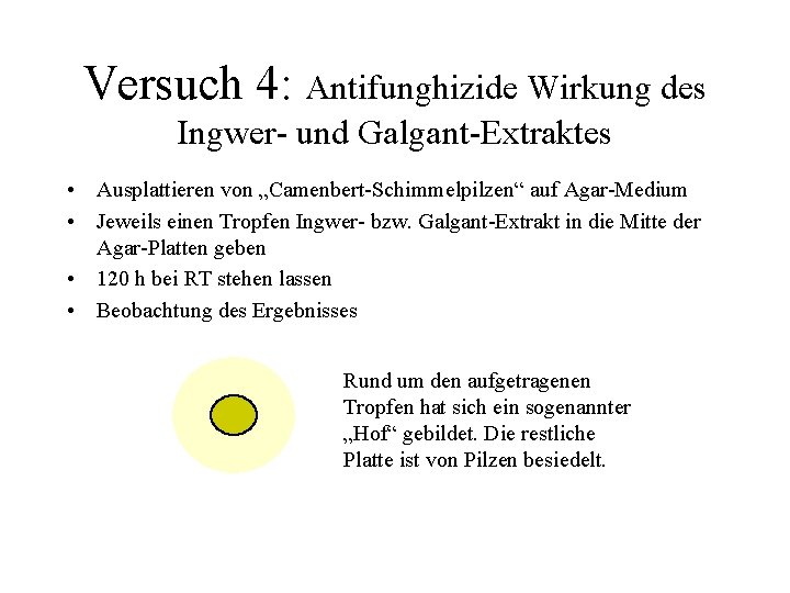 Versuch 4: Antifunghizide Wirkung des Ingwer- und Galgant-Extraktes • Ausplattieren von „Camenbert-Schimmelpilzen“ auf Agar-Medium