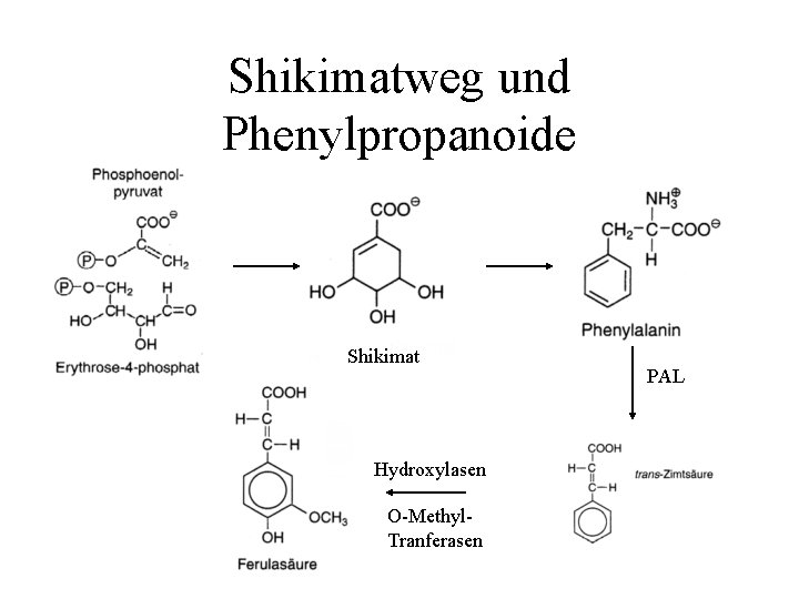 Shikimatweg und Phenylpropanoide Shikimat Hydroxylasen O-Methyl. Tranferasen PAL 