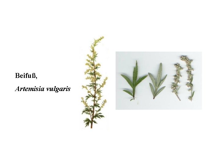 Beifuß, Artemisia vulgaris 