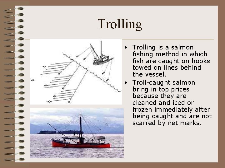 Trolling • Trolling is a salmon fishing method in which fish are caught on