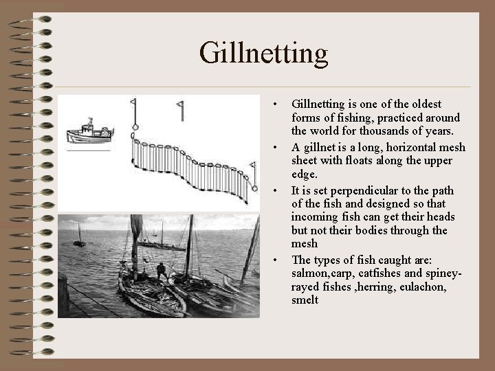 Gillnetting • • Gillnetting is one of the oldest forms of fishing, practiced around