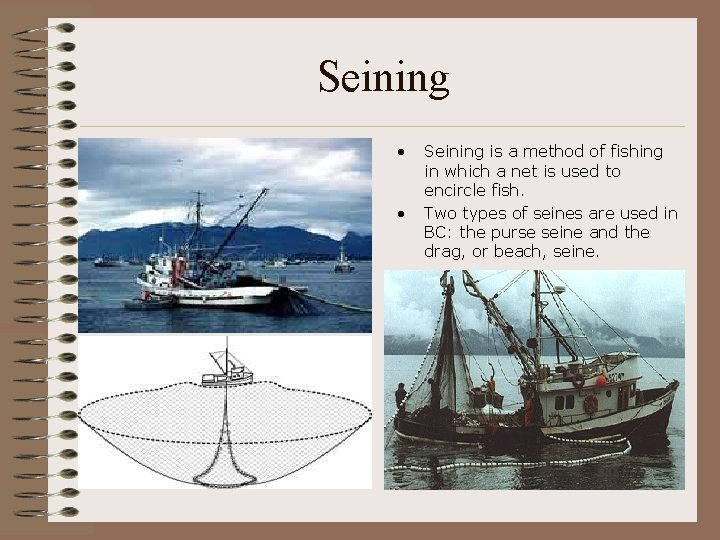 Seining • • Seining is a method of fishing in which a net is
