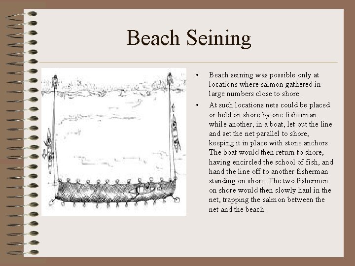 Beach Seining • • Beach seining was possible only at locations where salmon gathered