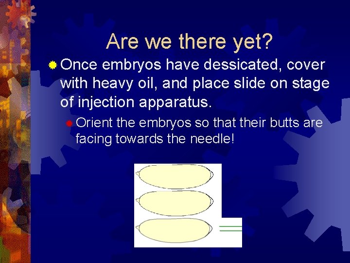 Are we there yet? ® Once embryos have dessicated, cover with heavy oil, and