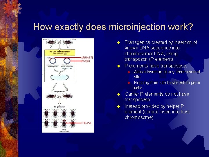 How exactly does microinjection work? Transgenics created by insertion of known DNA sequence into