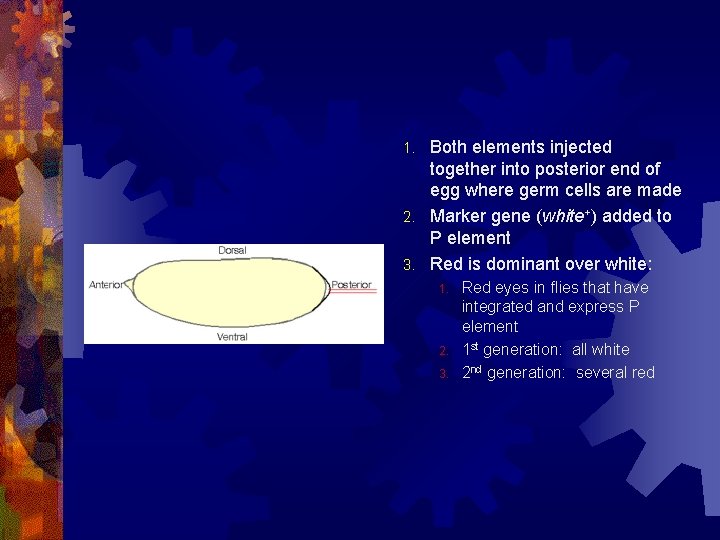 Both elements injected together into posterior end of egg where germ cells are made