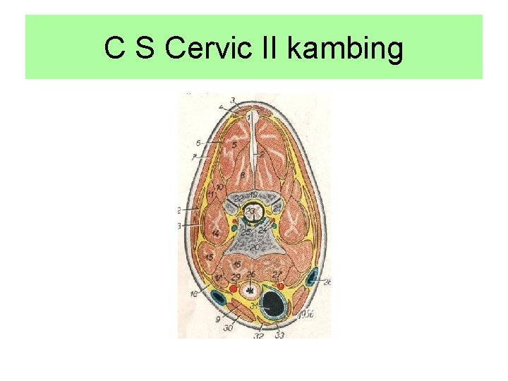 C S Cervic II kambing 