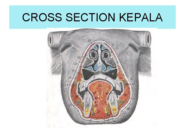 CROSS SECTION KEPALA 