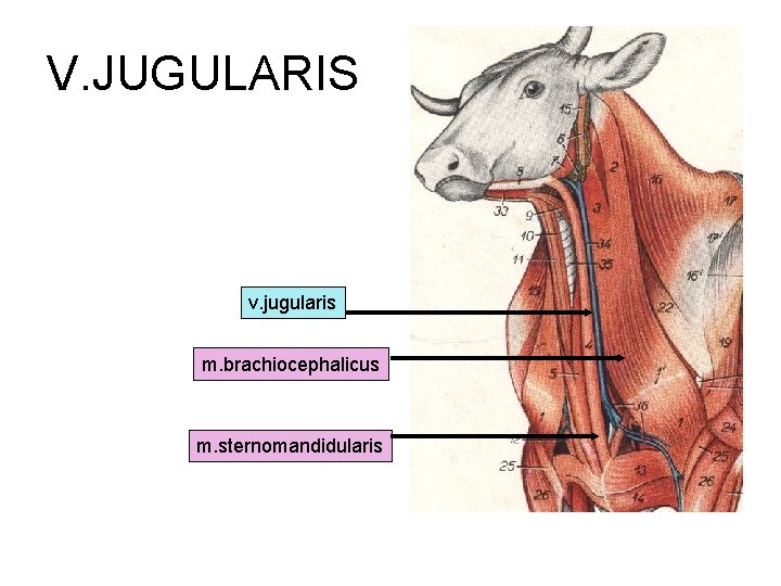 V. JUGULARIS v. jugularis m. brachiocephalicus m. sternomandidularis 