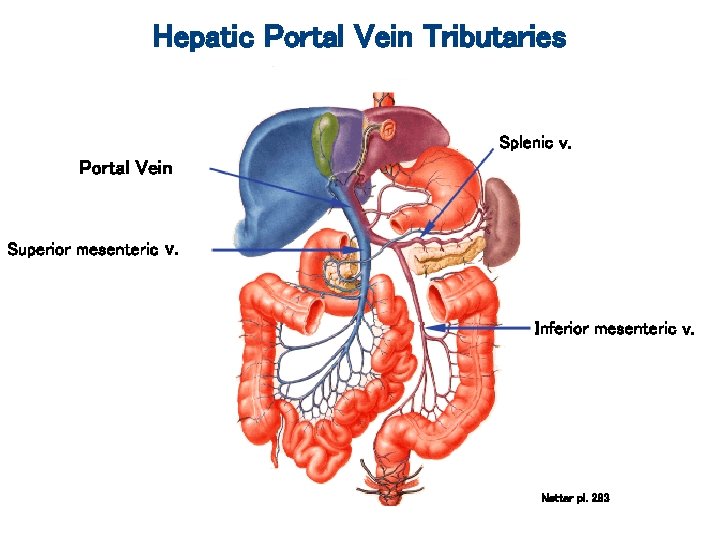 Hepatic Portal Vein Tributaries Splenic v. Portal Vein Superior mesenteric v. Inferior mesenteric v.