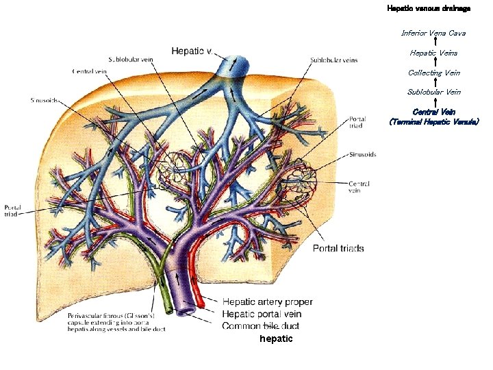 Hepatic venous drainage Inferior Vena Cava Hepatic Veins Collecting Vein Sublobular Vein Central Vein