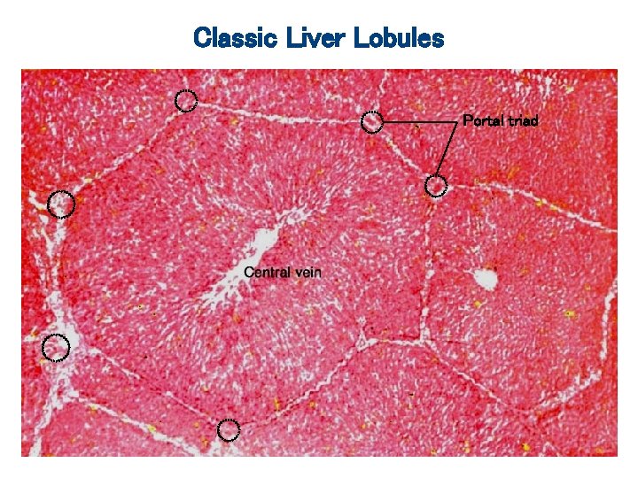 Classic Liver Lobules Portal triad 