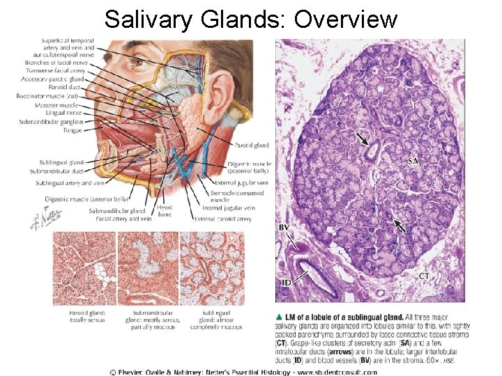 Salivary Glands: Overview 