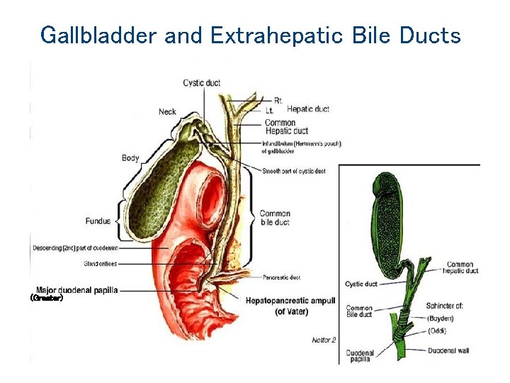 Gallbladder and Extrahepatic Bile Ducts (Greater) 