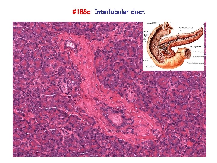 #188 c Interlobular duct 