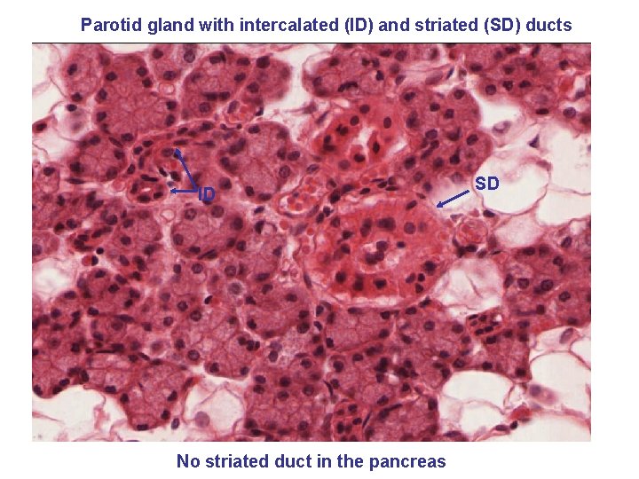 Parotid gland with intercalated (ID) and striated (SD) ducts ID No striated duct in