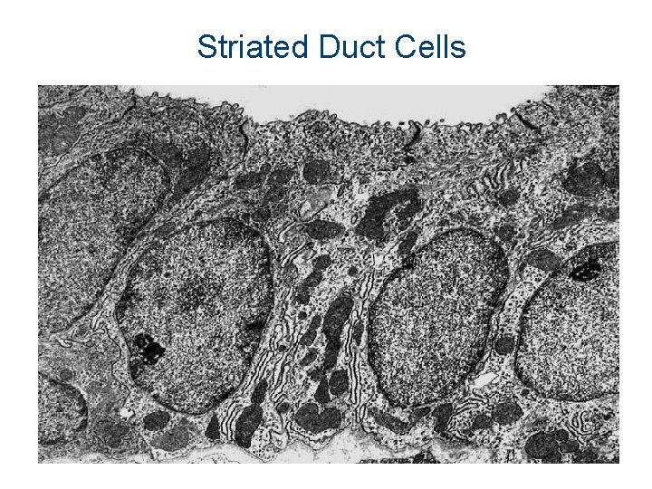 Striated Duct Cells 