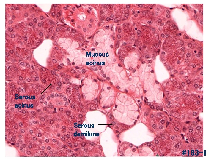 Mucous acinus Serous demilune #183 -1 