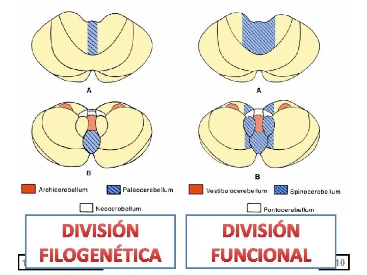 DIVISIÓN FILOGENÉTICA 11/1/2020 DIVISIÓN FUNCIONAL 10 