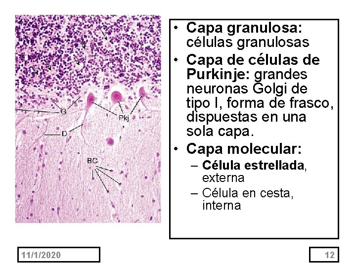  • Capa granulosa: células granulosas • Capa de células de Purkinje: grandes neuronas