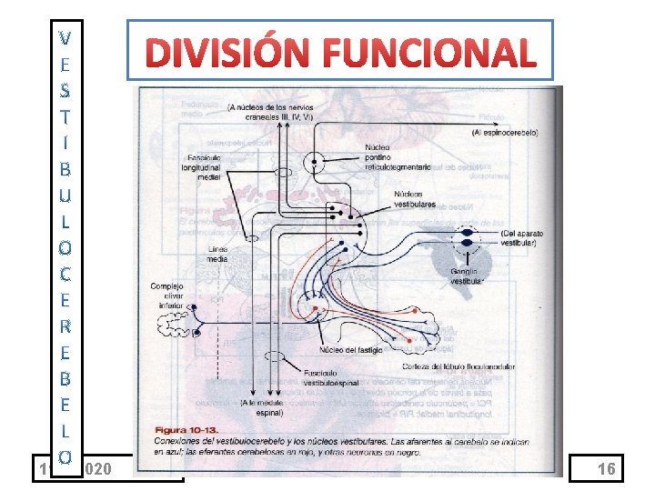 DIVISIÓN FUNCIONAL 11/1/2020 16 