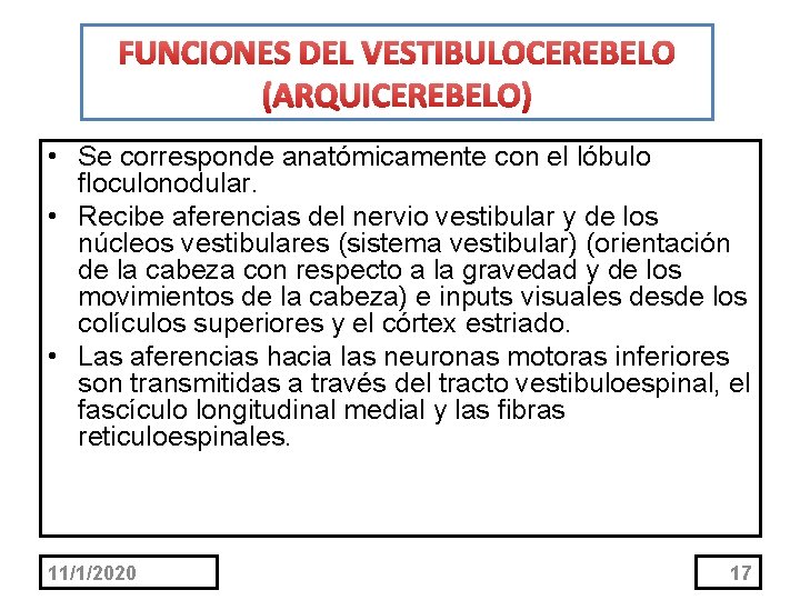 FUNCIONES DEL VESTIBULOCEREBELO (ARQUICEREBELO) • Se corresponde anatómicamente con el lóbulo floculonodular. • Recibe