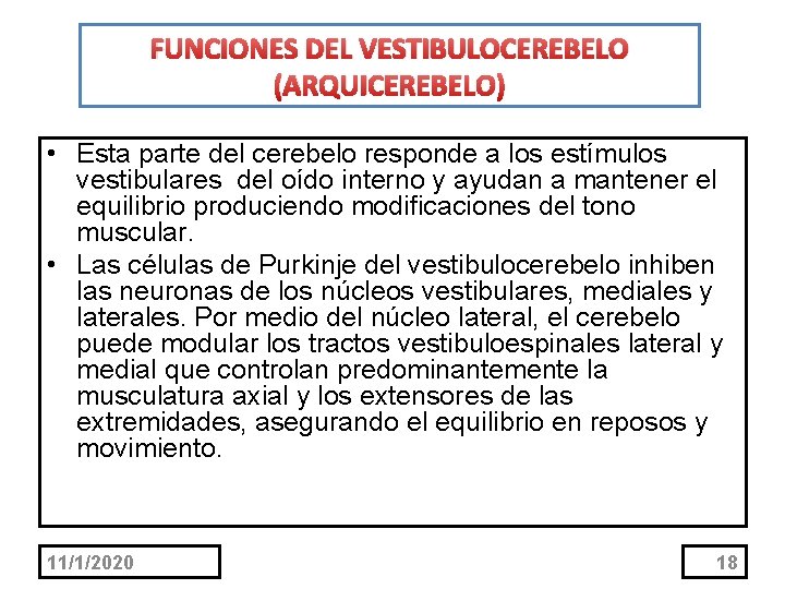 FUNCIONES DEL VESTIBULOCEREBELO (ARQUICEREBELO) • Esta parte del cerebelo responde a los estímulos vestibulares