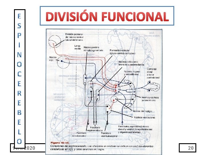 DIVISIÓN FUNCIONAL 11/1/2020 20 