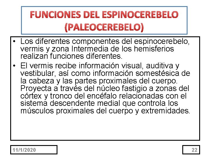FUNCIONES DEL ESPINOCEREBELO (PALEOCEREBELO) • Los diferentes componentes del espinocerebelo, vermis y zona Intermedia