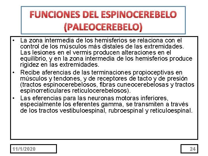 FUNCIONES DEL ESPINOCEREBELO (PALEOCEREBELO) • La zona intermedia de los hemisferios se relaciona con