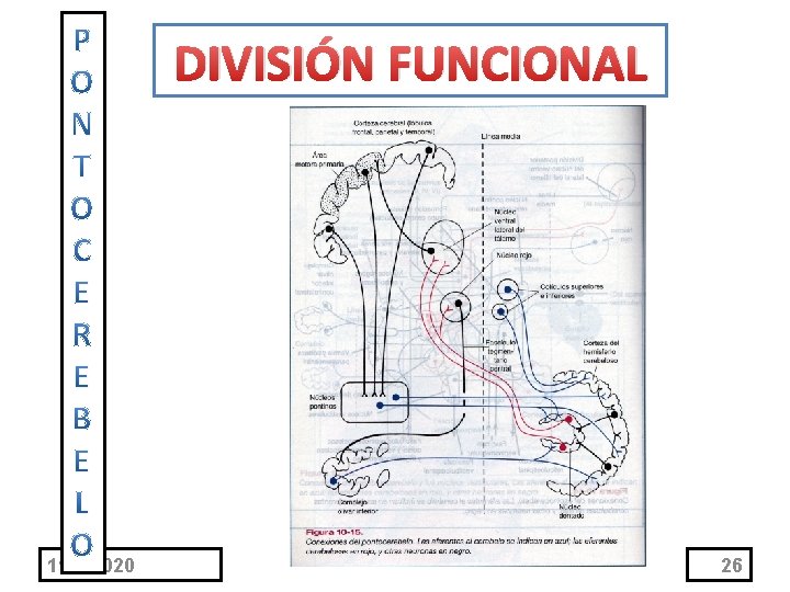 DIVISIÓN FUNCIONAL 11/1/2020 26 