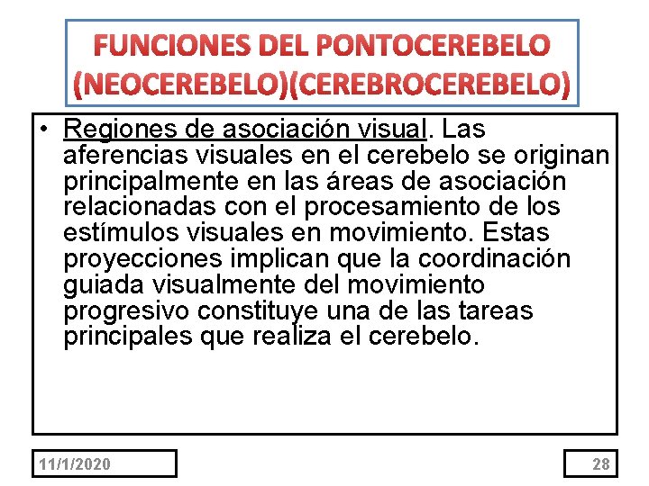 FUNCIONES DEL PONTOCEREBELO (NEOCEREBELO)(CEREBROCEREBELO) • Regiones de asociación visual. Las aferencias visuales en el