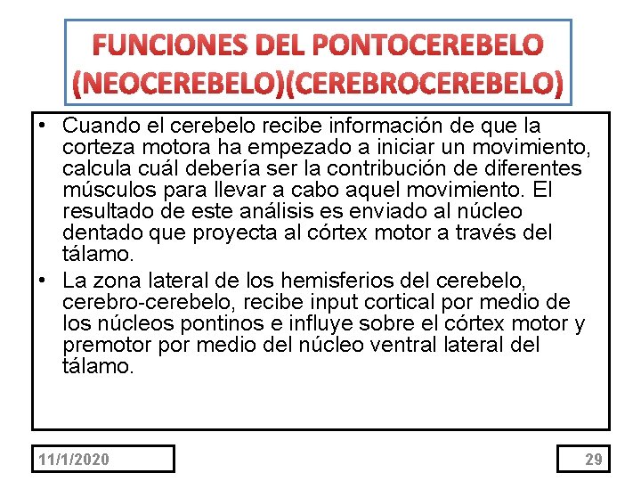 FUNCIONES DEL PONTOCEREBELO (NEOCEREBELO)(CEREBROCEREBELO) • Cuando el cerebelo recibe información de que la corteza