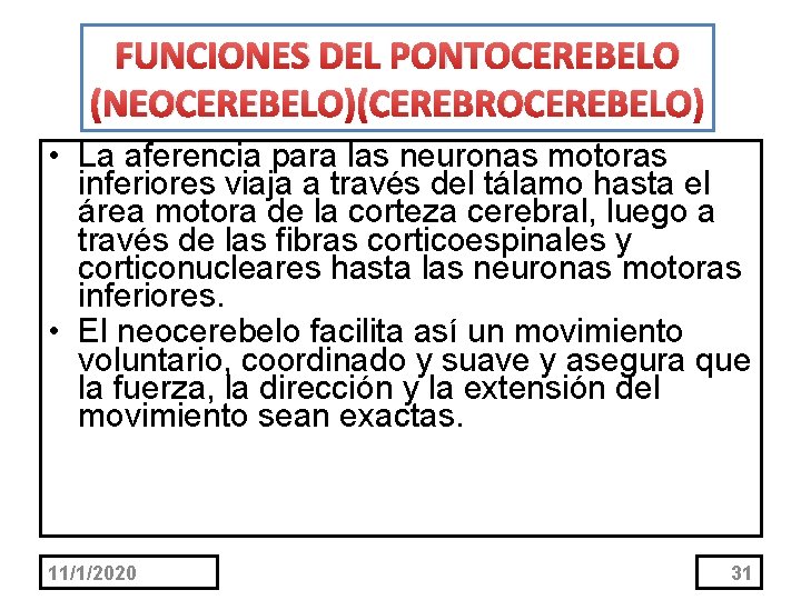 FUNCIONES DEL PONTOCEREBELO (NEOCEREBELO)(CEREBROCEREBELO) • La aferencia para las neuronas motoras inferiores viaja a