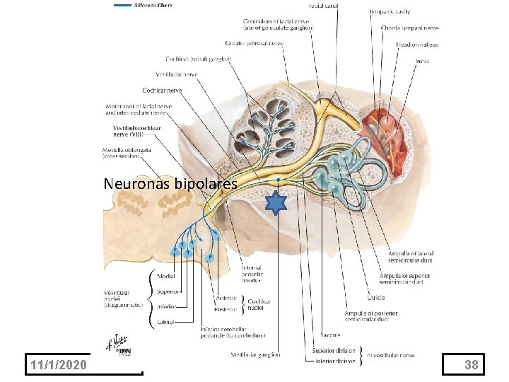 Neuronas bipolares 11/1/2020 38 