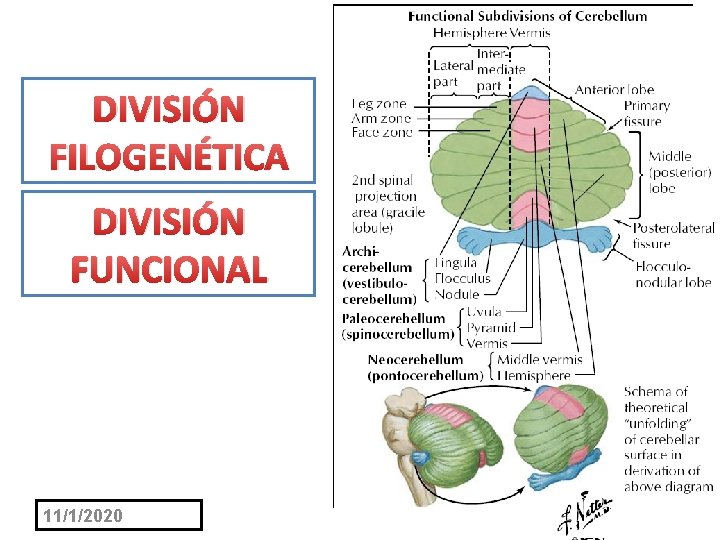 DIVISIÓN FILOGENÉTICA DIVISIÓN FUNCIONAL 11/1/2020 9 