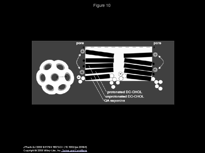 Figure 10 JPharm. Sci 2005 941794 -1807 DOI: (10. 1002/jps. 20394) Copyright © 2005