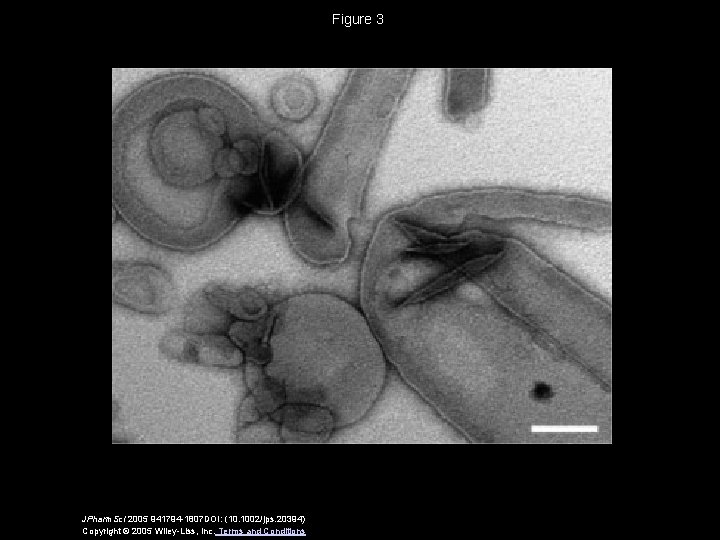 Figure 3 JPharm. Sci 2005 941794 -1807 DOI: (10. 1002/jps. 20394) Copyright © 2005