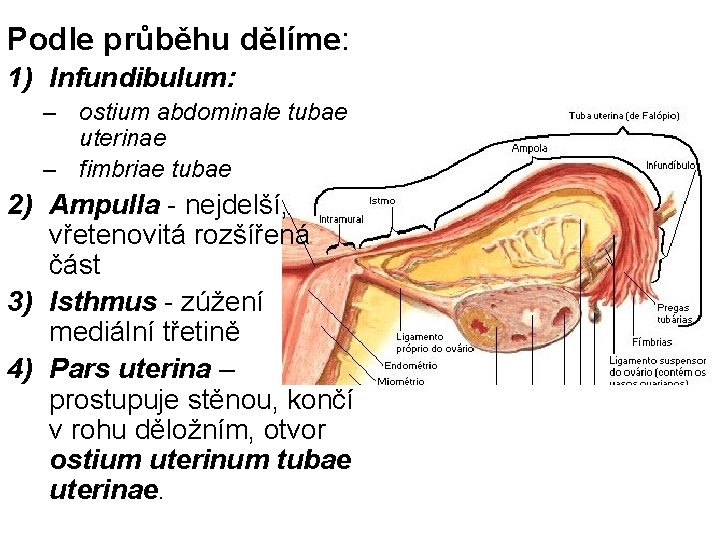 Podle průběhu dělíme: 1) Infundibulum: – ostium abdominale tubae uterinae – fimbriae tubae 2) Podle průběhu dělíme: 1) Infundibulum: – ostium abdominale tubae uterinae – fimbriae tubae 2)