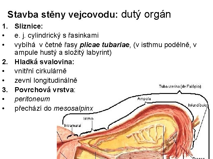 Stavba stěny vejcovodu: dutý orgán 1. Sliznice: • e. j. cylindrický s řasinkami • Stavba stěny vejcovodu: dutý orgán 1. Sliznice: • e. j. cylindrický s řasinkami •